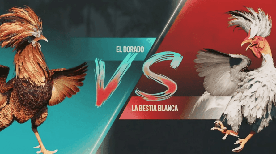 8143 Cassino Ao Vivo e E-Sports Online